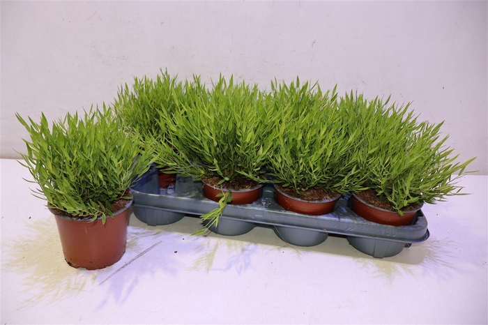 <h4>arr8 Pogo Monica</h4>