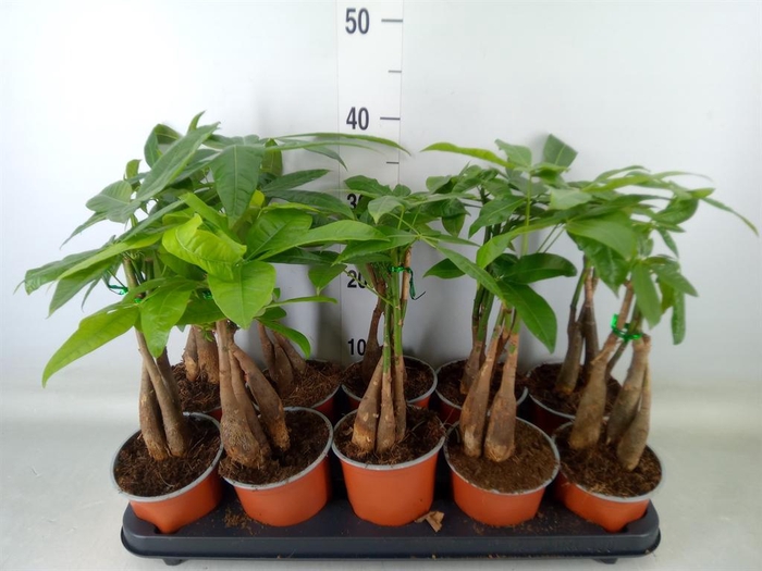 <h4>Pachira aquatica</h4>