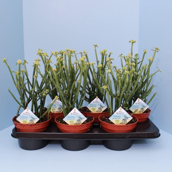<h4>Euphorbia   ...</h4>