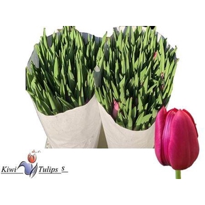 TU EN DELTA GRAFFITY