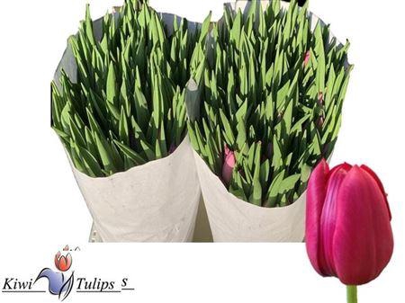 <h4>TU EN DELTA GRAFFITY</h4>