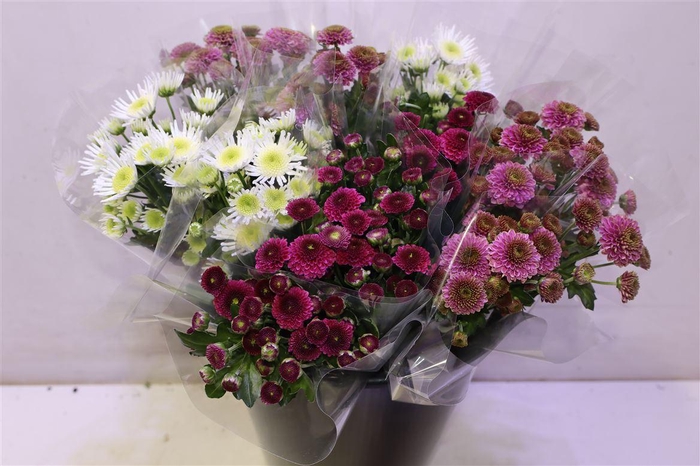 <h4>Chr Santini Mix</h4>