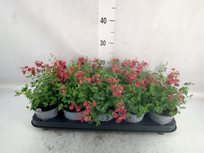 <h4>Diascia  'Piccadilly Red'</h4>