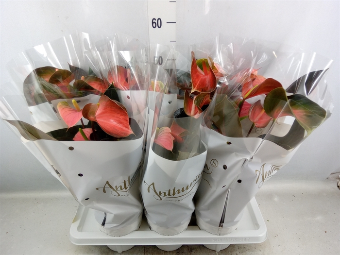 <h4>Anthurium andr. 'Rainbow Champion'</h4>