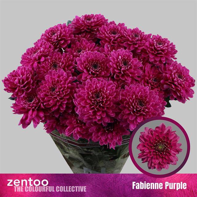 <h4>Chrys sp fabienne purple</h4>