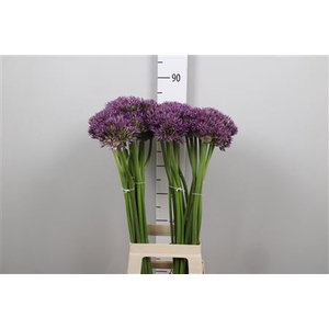 Allium Jackpot