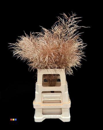 <h4>Treefern Copper</h4>