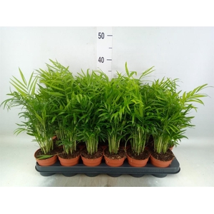Chamaedorea elegans
