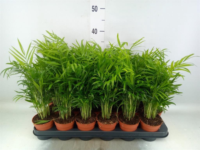 <h4>Chamaedorea elegans</h4>