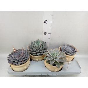 Echeveria   ...mix