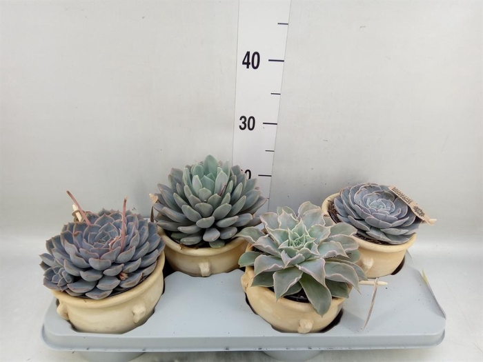 <h4>Echeveria   ...mix</h4>