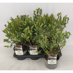 VACC CORYMBOSUM