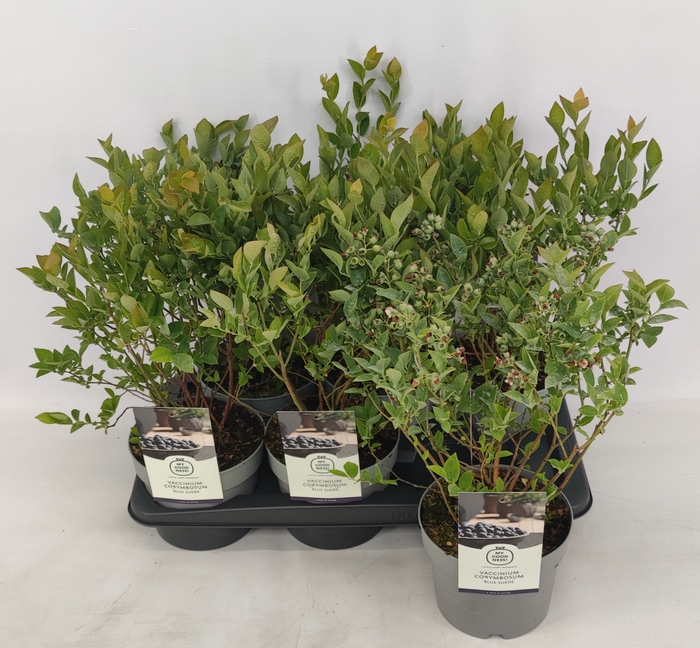 VACC CORYMBOSUM