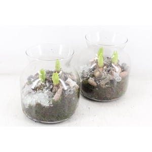 arr4 Hyacint MB - Glas candy 285/5