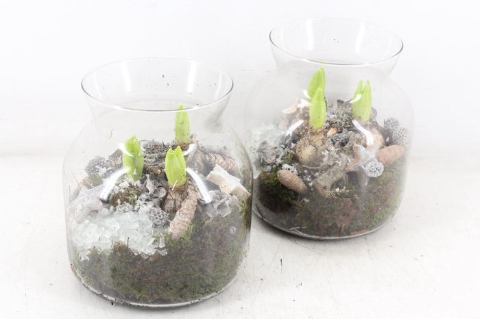 <h4>arr4 Hyacint MB - Glas candy 285/5</h4>