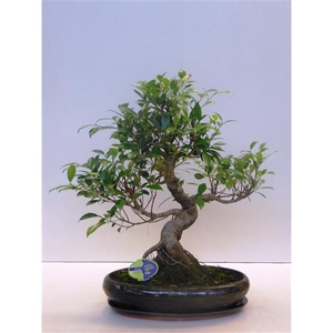 Ficus retusa, 39cm., shape, with drip tray