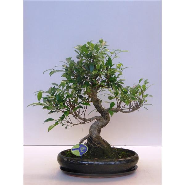 <h4>Ficus retusa, 39cm., shape, with drip tray</h4>