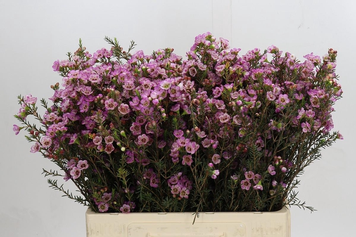 <h4>Chamelaucium Adi</h4>