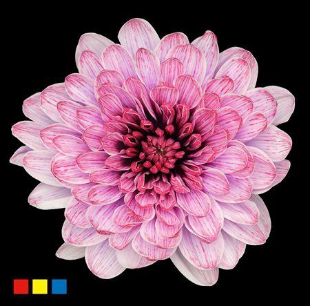 <h4>Chr T Altaj Passion</h4>