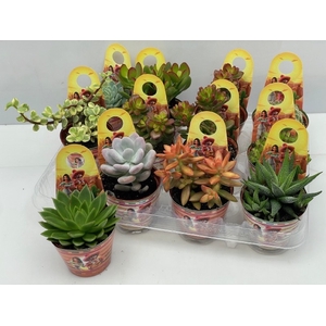 Succulenten Mix 8,5Ø 10cm