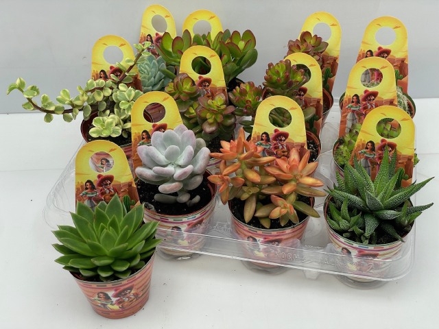 Succulenten Mix 8,5Ø 10cm