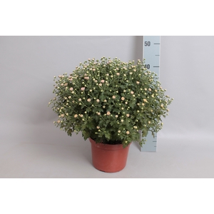 Bolchrysant jasoda Pink
