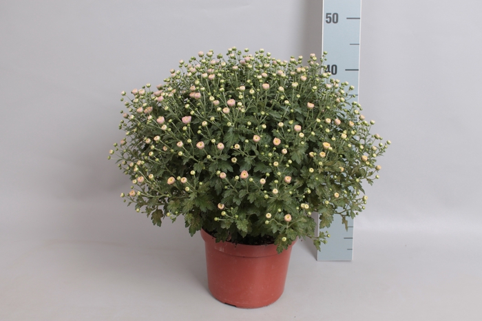 Bolchrysant jasoda Pink