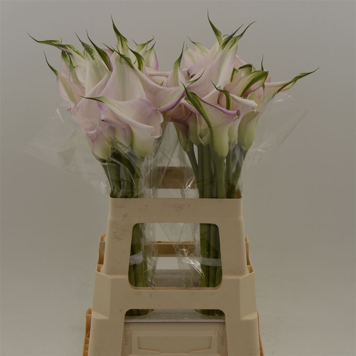 <h4>Calla Sweet Art | Dubbelbloemig</h4>