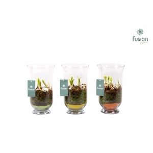 Glazen windlicht met Narcis D14.5 H25