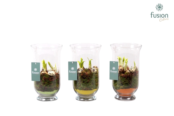 <h4>Glazen windlicht met Narcis D14.5 H25</h4>