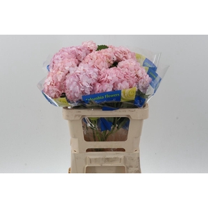 Hydr Light Pink Select