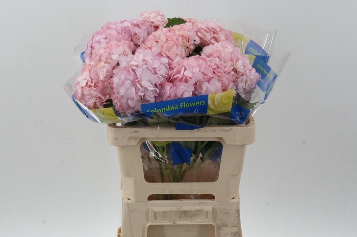 <h4>Hydr Light Pink Select</h4>