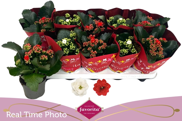 <h4>KAL GE PERF GEM 2 KL</h4>