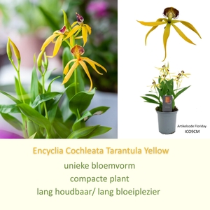 Inca Cochleata Encyclia 'Tarantula Yellow' 9cm