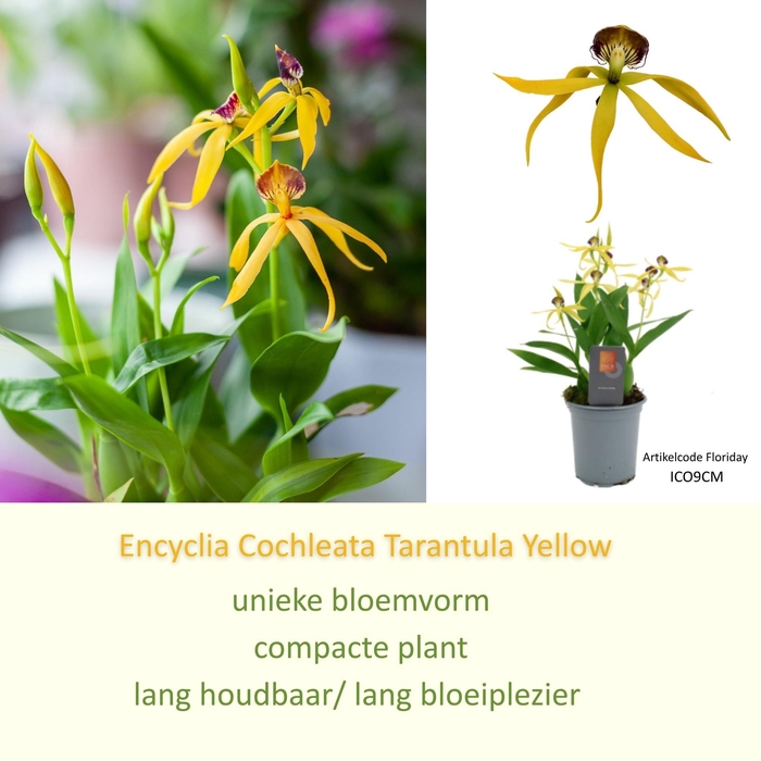 <h4>Inca Cochleata Encyclia 'Tarantula Yellow' 9cm</h4>
