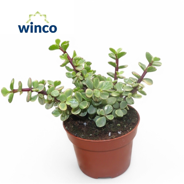 <h4>Crassula Afra Variegata</h4>