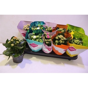 arr8 Kalanchoe Double Deluxe Mix