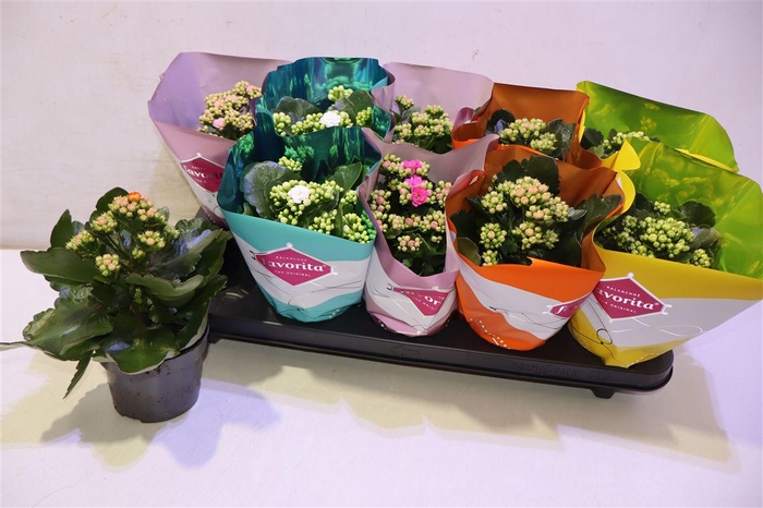 <h4>arr8 Kalanchoe Double Deluxe Mix</h4>