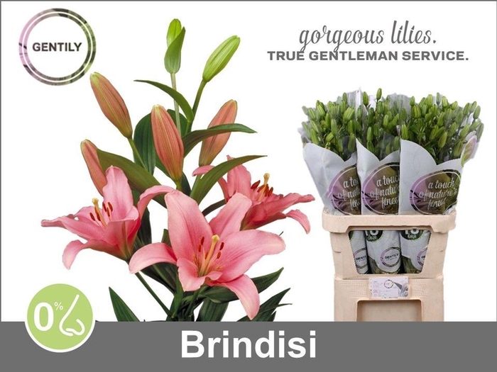 <h4>LI LA BRINDISI LI LA BRINDISI</h4>
