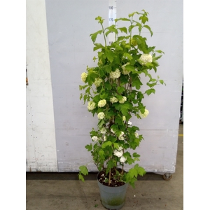 Viburnum opulus 'Roseum'