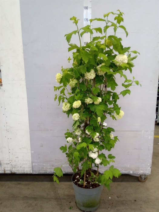 <h4>Viburnum opulus 'Roseum'</h4>