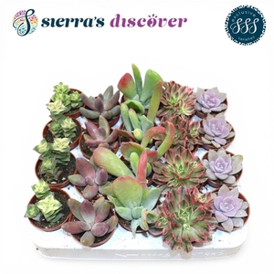 Discover® - Barcelona Succulents Mix (Exclusive)