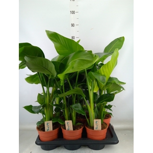 Strelitzia nicolai
