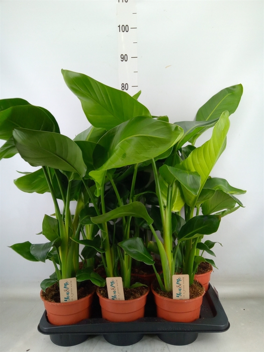 <h4>Strelitzia nicolai</h4>
