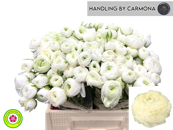 <h4>RAN EL WHITE</h4>