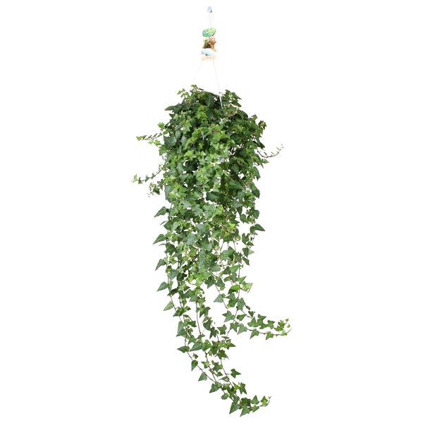 <h4>Hedera helix Anna - hang/XXL</h4>