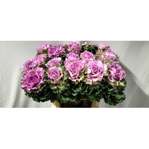 BRASS EMPIRE BOGDANA