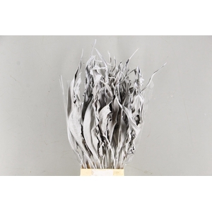 DF Strelitzia Leaf White