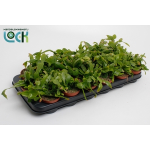 RHIPSALIS OV