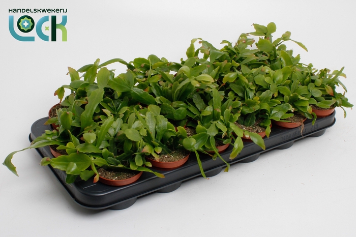 RHIPSALIS OV